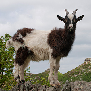 Exmoor - Valley of the Rocks - Wild goat